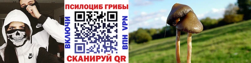 магазин    Плавск  мега ONION  Псилоцибиновые грибы Cubensis 